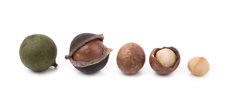Shelled and unshelled macadamia nuts on white background.