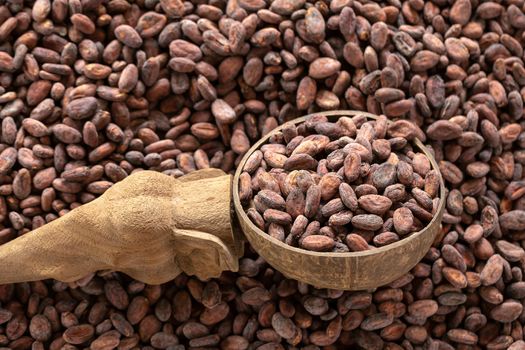 Selection of completed cocoa seeds must be dried before into sacks.