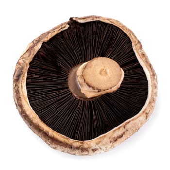 Portobello mushrooms isolated on a white background.