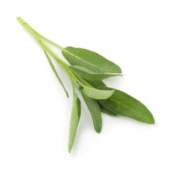 Sage plant isolated on a white background.