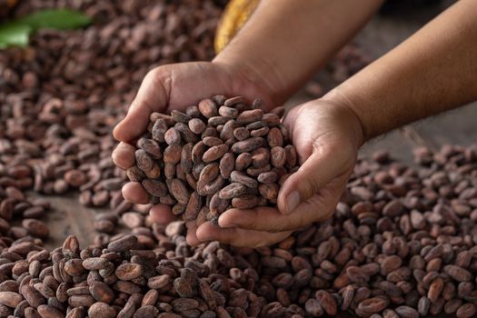 Selection of completed cocoa seeds must be dried before into sacks.