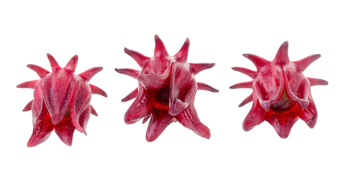 Roselle Hibiscus sabdariffa red fruit flower on white background.