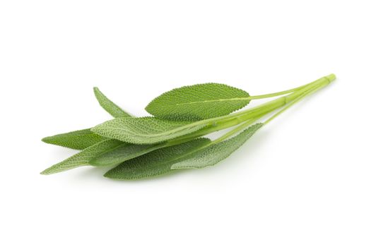 Sage plant isolated on a white background.