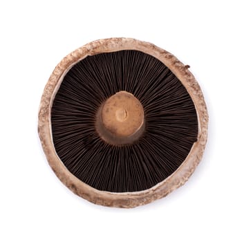 Portobello mushrooms isolated on a white background.