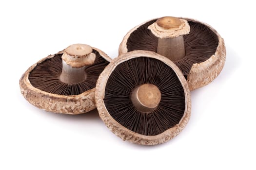 Portobello mushrooms isolated on a white background.