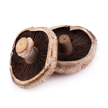 Portobello mushrooms isolated on a white background.