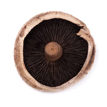 Portobello mushrooms isolated on a white background.