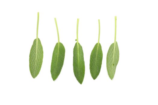 Sage plant isolated on a white background.