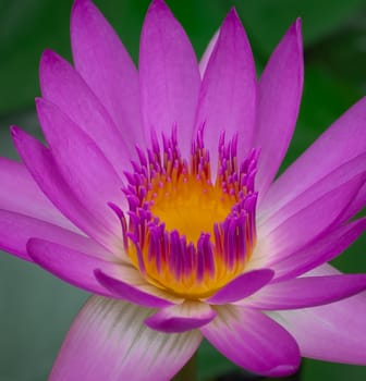 Close up lotus beautiful flower in the water on green leaf background