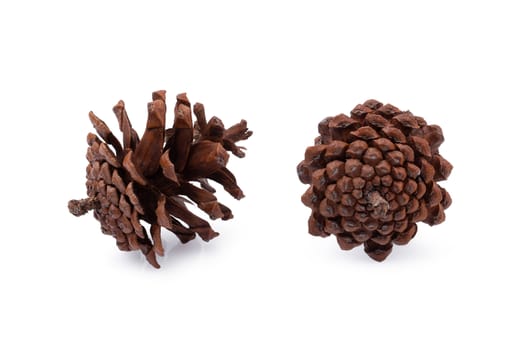 Pine cone isolated on a white background.