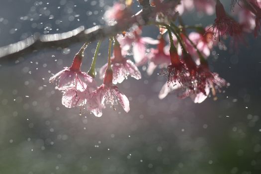 Cherry blossom , pink sakura flower with water drop