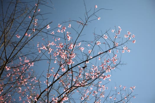 Cherry blossom , pink sakura flower on blue sky