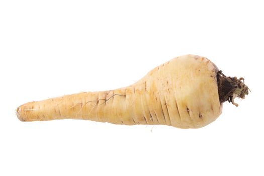 Fresh parsnip roots on a white background.