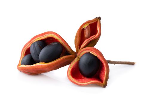 Sterculia monosperma,chestnuts isolate on white background.