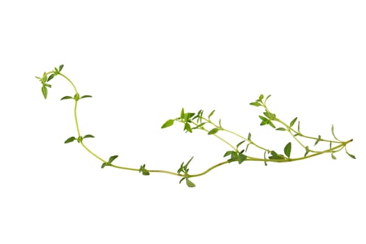 Thyme fresh herb isolated on white background.