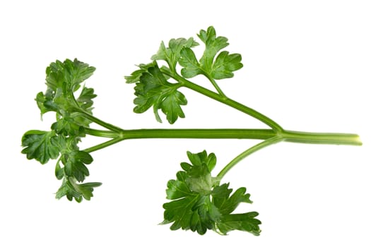 parsley fresh herb isolated on a white background.