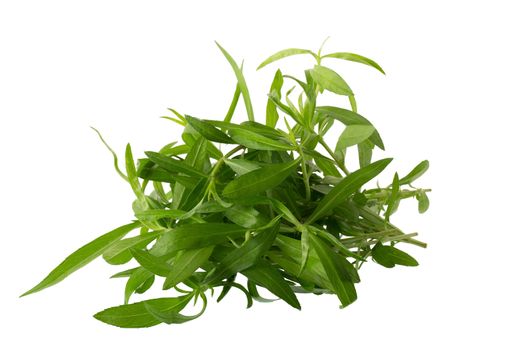 Fresh tarragon herbs, Tarragon herbs close up isolated on white background.