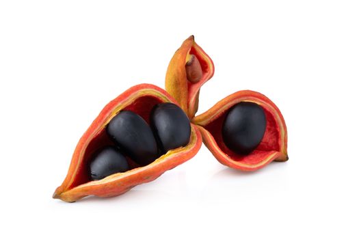 Sterculia monosperma,chestnuts isolate on white background.