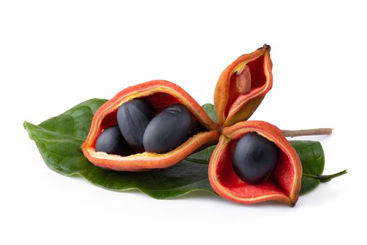 Sterculia monosperma,chestnuts isolate on white background.