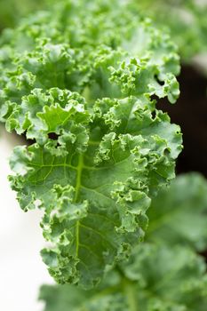 Fresh green leaves of Kale. Green vegetable leaves plant.