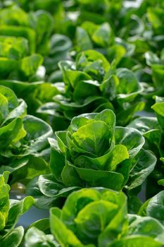 Fresh Butterhead lettuce leaves, Salads vegetable hydroponics farm.