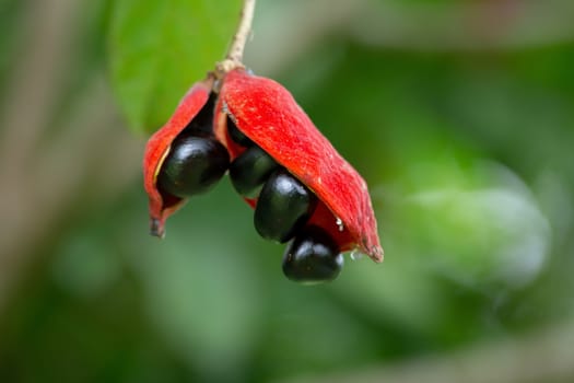 Sterculia monosperma, Thai chestnut, Red Chestnut on tree.