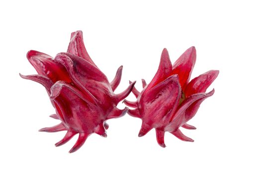 Roselle Hibiscus sabdariffa red fruit flower on white background.