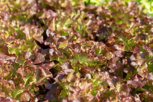 Fresh Red Oak lettuce leaves, Salads vegetable hydroponics farm.