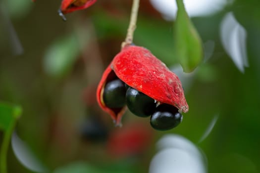 Sterculia monosperma, Thai chestnut, Red Chestnut on tree.