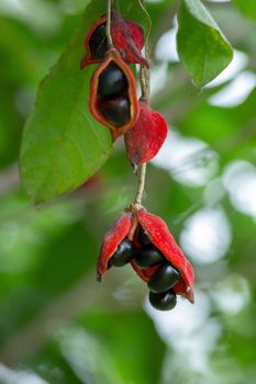 Sterculia monosperma, Thai chestnut, Red Chestnut on tree.