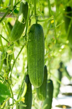 Green cucumber growing in field vegetable garden.