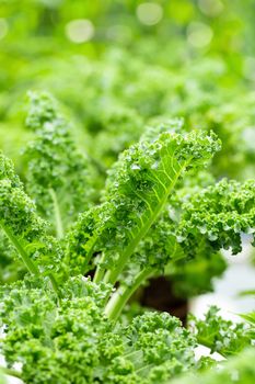 Fresh green leaves of Kale. Green vegetable leaves plant.