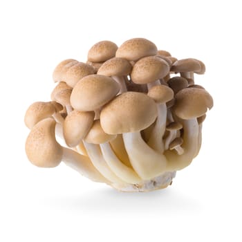 shimeji mushrooms brown varieties isolated on white background.