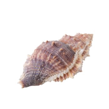 Sea shells arranged isolating on a white background