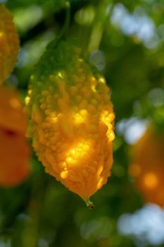 Bitter melon, Bitter gourd or Bitter squash hanging plants in a farm.