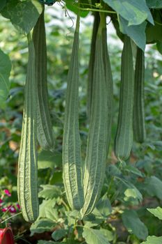 Luffa gourd plant in garden, luffa cylindrica.