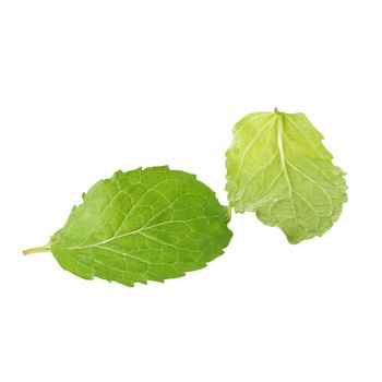 Fresh raw mint leaves isolated on white background.