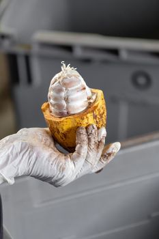 man holding a ripe cocoa fruit with beans inside and Bring seeds out of the sheath