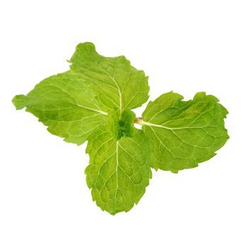 Fresh raw mint leaves isolated on white background.