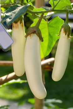 Fresh organic white eggplan growing in the garden.