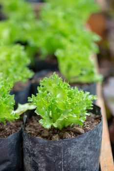 Fresh Green lettuce leaves, Salads vegetable Organic food