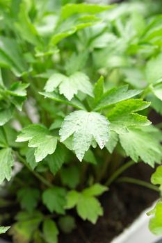 Fresh green leaves texture of Mugwort plant Herbal vegetable.
