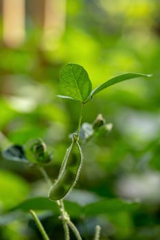 Fresh green soy plants on the field.