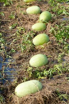 Green watermelon growing in the garden.