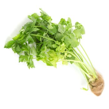 Celery or parsley leaf isolated on white background.