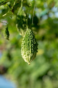 Bitter melon, Bitter gourd or Bitter squash hanging plants in a farm.