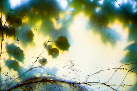 Leafs and tree through the glass background 