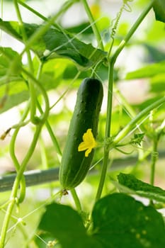 Green cucumber growing in field vegetable garden.