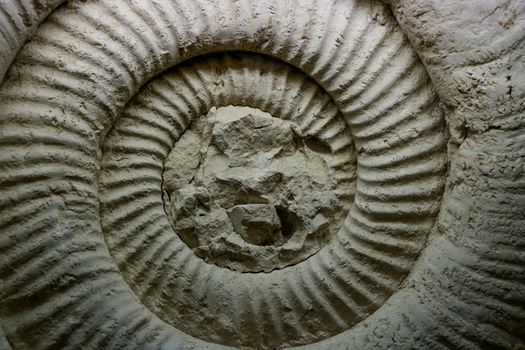 Fossil Ammonite for fuel and gas industry