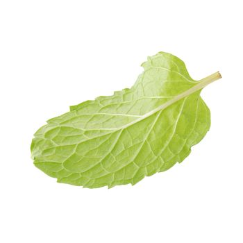 Fresh raw mint leaves isolated on white background.